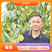 怀化麻阳锦绣黄桃_麻阳县兰里乡镇高山黄桃