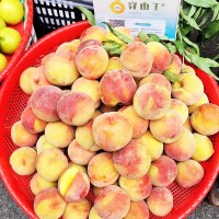 怀化黄金蜜桃1号_早熟黄桃