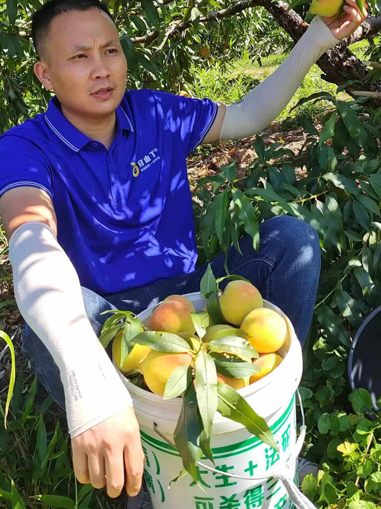 麻阳黄桃