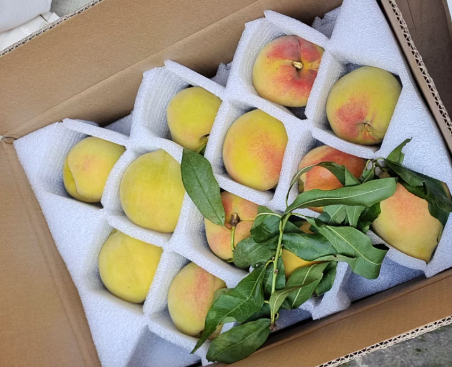 麻阳黄桃